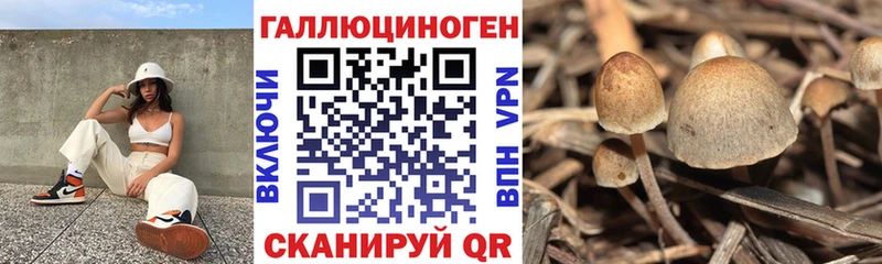 закладки  Чулым  Псилоцибиновые грибы Magic Shrooms 